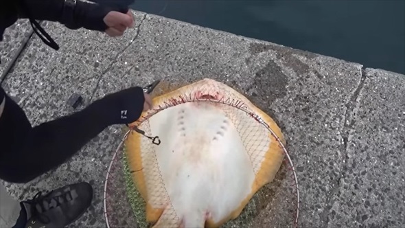梅雨入りの堤防で巨大魚が釣りあがる