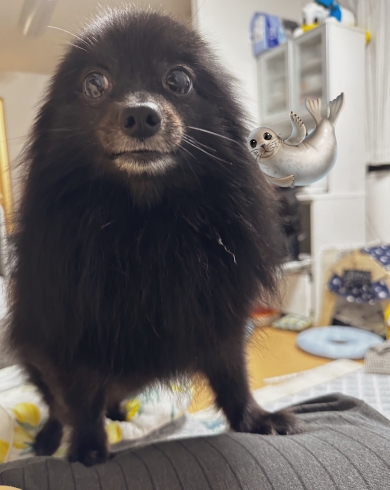 アザラシのようなワンコ