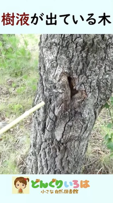 クヌギの根元にコクワガタ