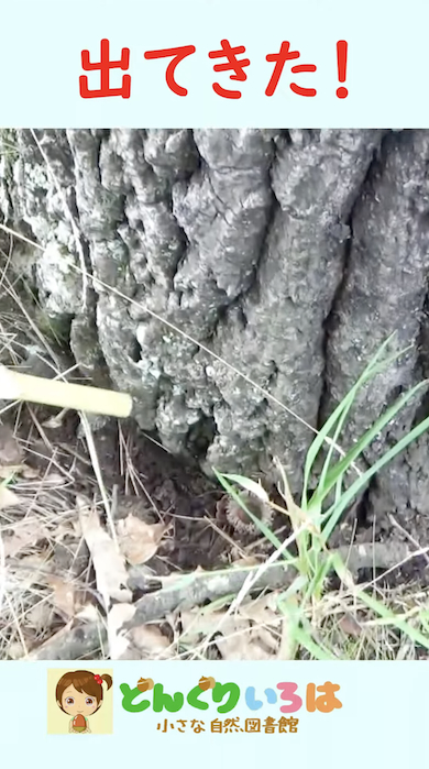 クヌギの根元にコクワガタ