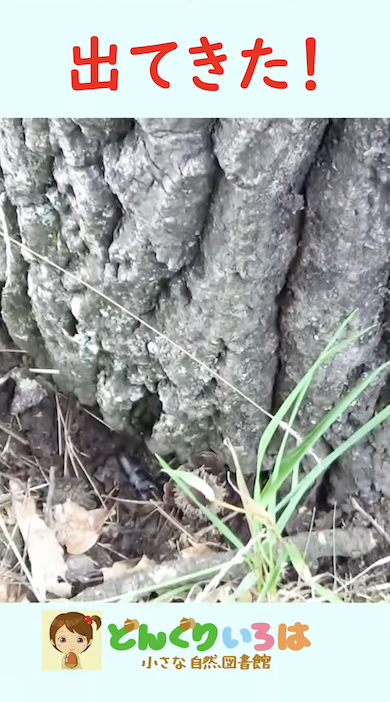 クヌギの根元にコクワガタ