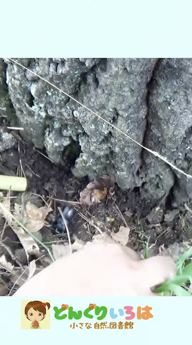 クヌギの根元にコクワガタ