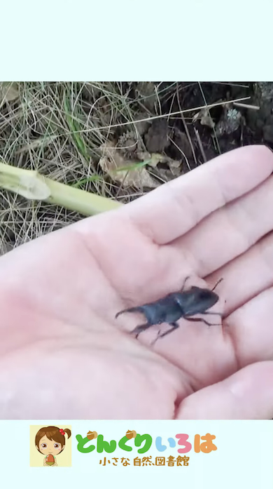 クヌギの根元にコクワガタ