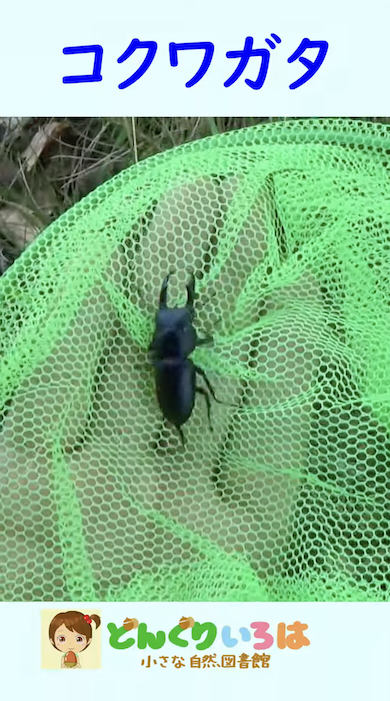 クヌギの根元にコクワガタ