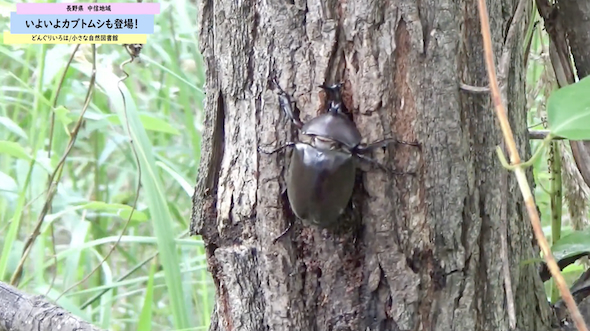 カブトムシ探索