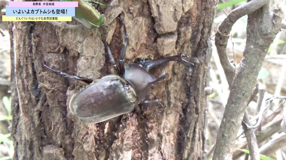 カブトムシ探索