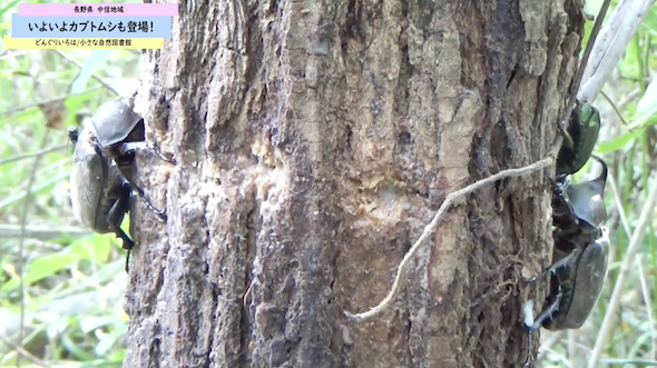 カブトムシ探索