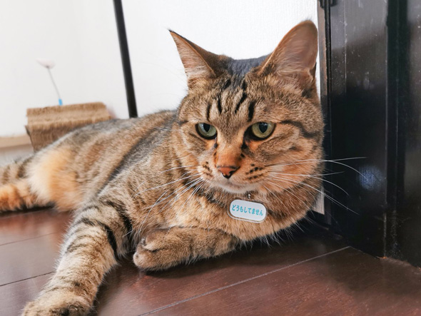 猫 どうしたの 聞いてしまう 先回り 返事 首輪 どうもしてません 発明