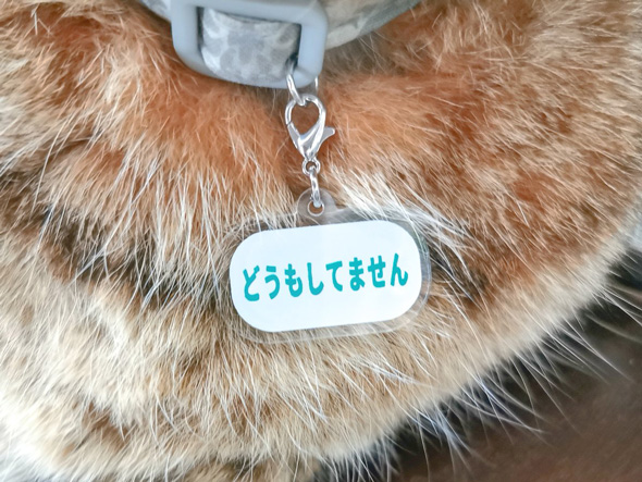 猫 どうしたの 聞いてしまう 先回り 返事 首輪 どうもしてません 発明