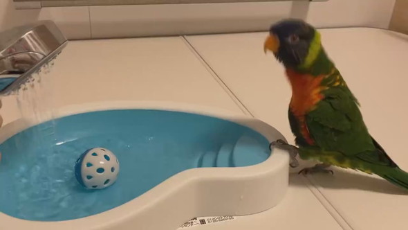 お風呂待ちでウキウキしているインコさん