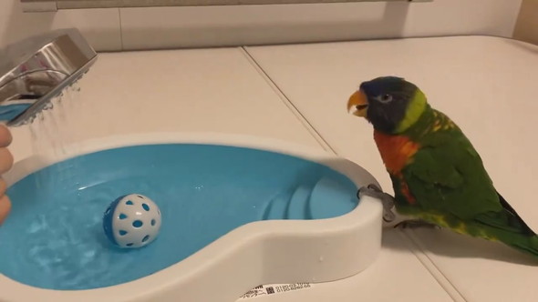 お風呂待ちでウキウキしているインコさん