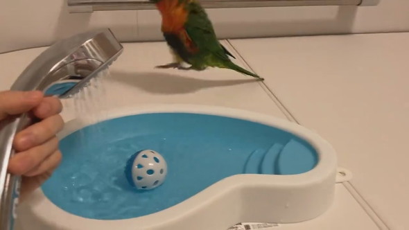 お風呂待ちでウキウキしているインコさん