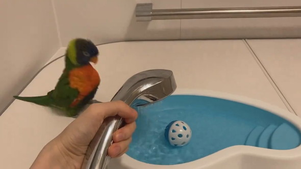 お風呂待ちでウキウキしているインコさん