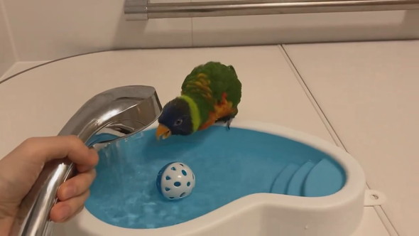 お風呂待ちでウキウキしているインコさん