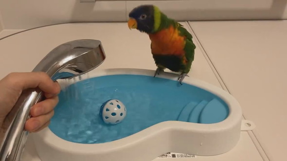 お風呂待ちでウキウキしているインコさん