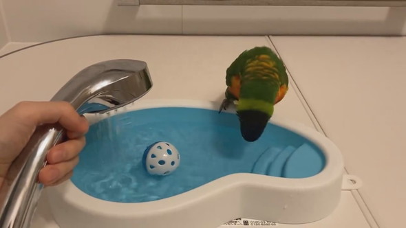 お風呂待ちでウキウキしているインコさん