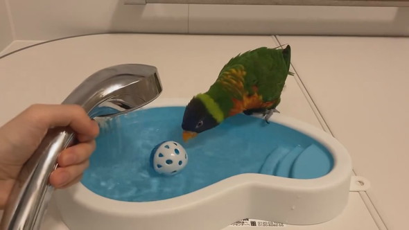お風呂待ちでウキウキしているインコさん