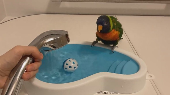お風呂待ちでウキウキしているインコさん