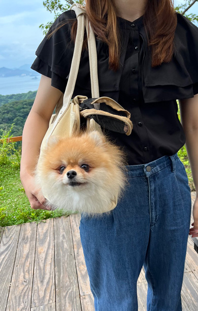 旅行時はロケットランチャーと化すワンコ