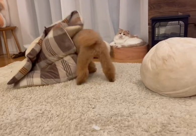 布団に頭を入れる犬