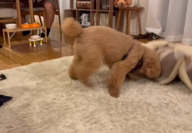 頭から突っ込む犬