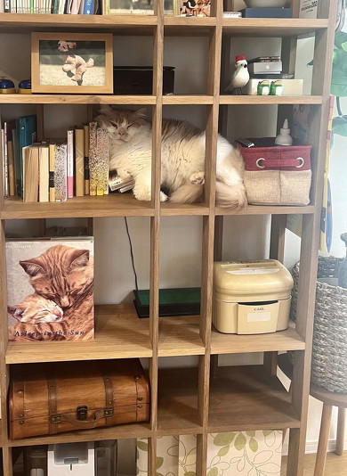 本棚にいる猫