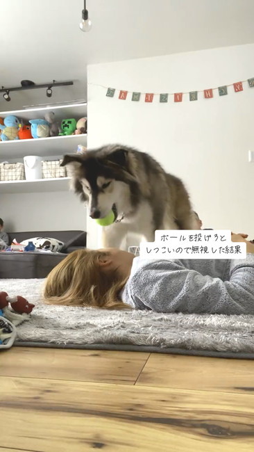 ボール投げしたいワンコ