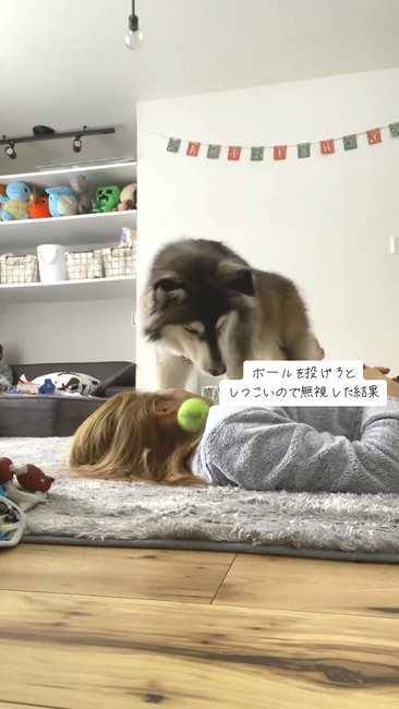 ボールワンコ