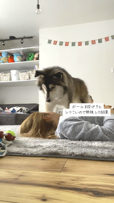 無視飼い主