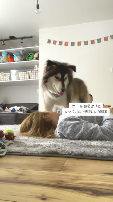 諦めそうなワンコ
