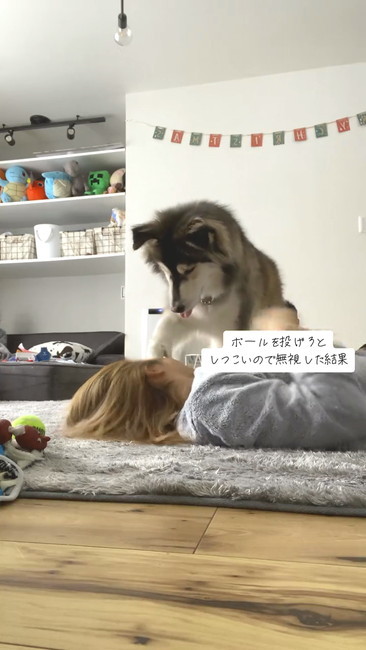 目つぶしワンコ