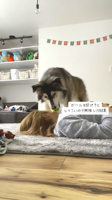 ボールとワンコ