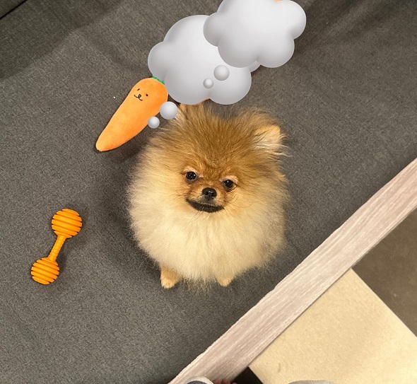 血統証明書に記されていた名前がキンタロウだったポメラニアン