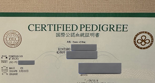 血統証明書に記されていた名前がキンタロウだったポメラニアン