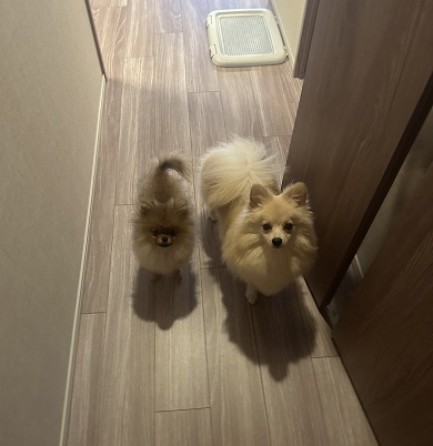 じっと飼い主の動向を見ている2匹のポメラニアン