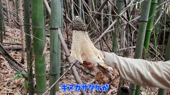 胞子を動物にまいてもらうため激臭を放つキヌガサタケ