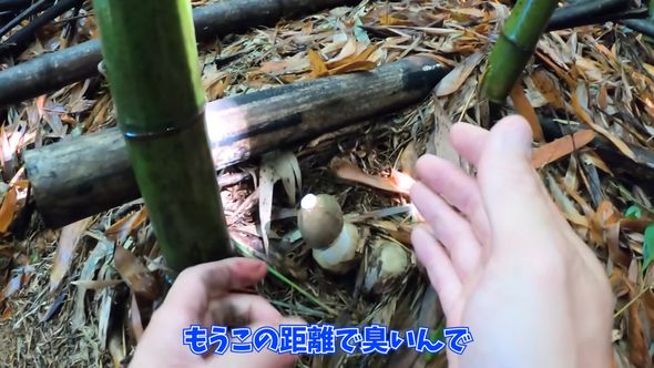 手に取る前から粘液の激臭が伝わってくるキヌガサタケ