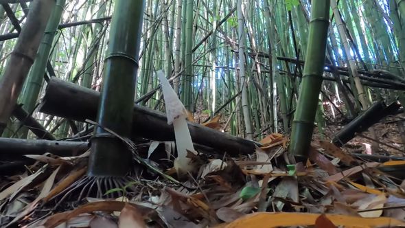 1時間でレース状の菌網が広がっていくキヌガサタケ