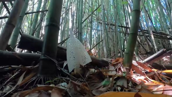 レース状の菌網を広げた姿からキノコの女王とも呼ばれるキヌガサタケ