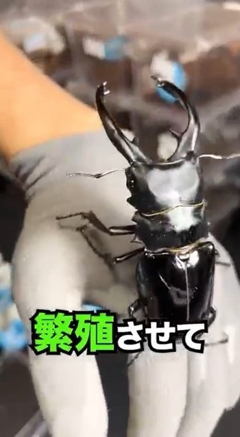 クワガタを手放す時は