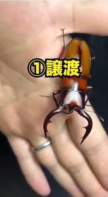 クワガタを手放す時は