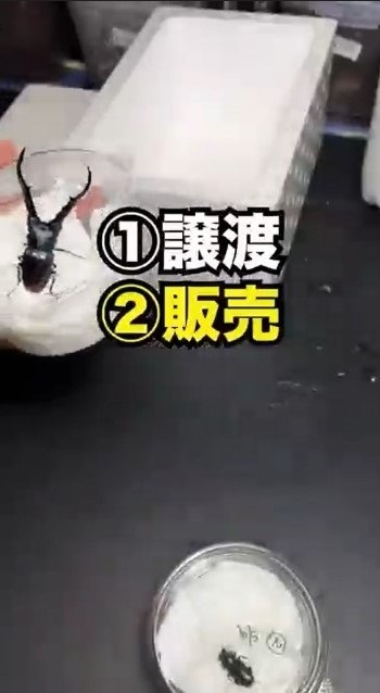 クワガタを手放す時は