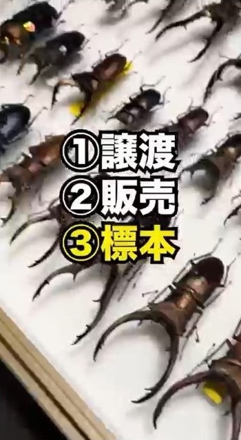 クワガタを手放す時は