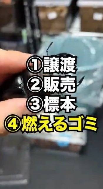 クワガタを手放す時は