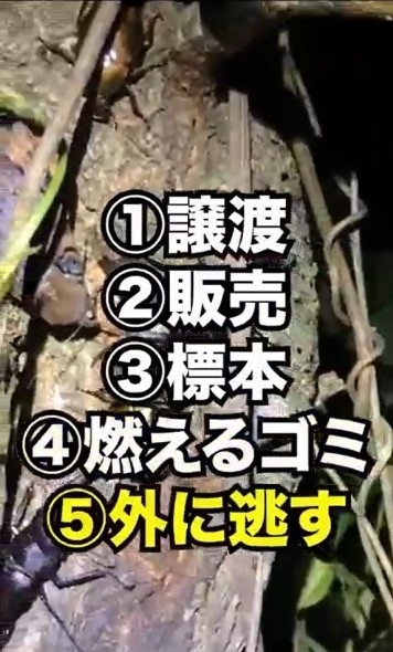 クワガタを手放す時は
