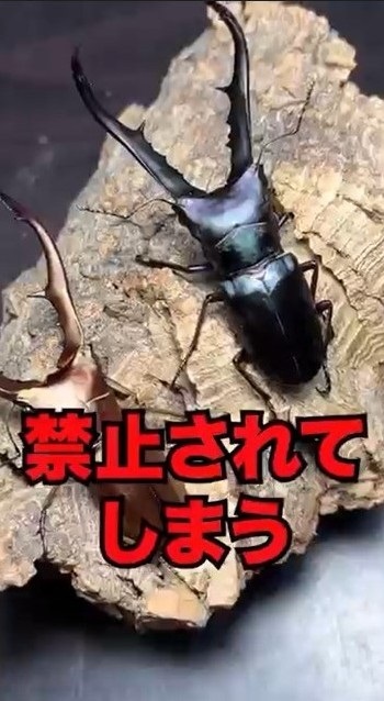 クワガタを手放す時は