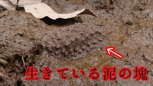 湿地に生き残った貴重な生きた泥