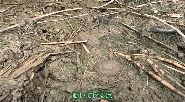 湿地に生き残った貴重な生きた泥