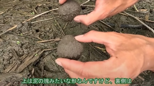 湿地に生き残った貴重な生きた泥