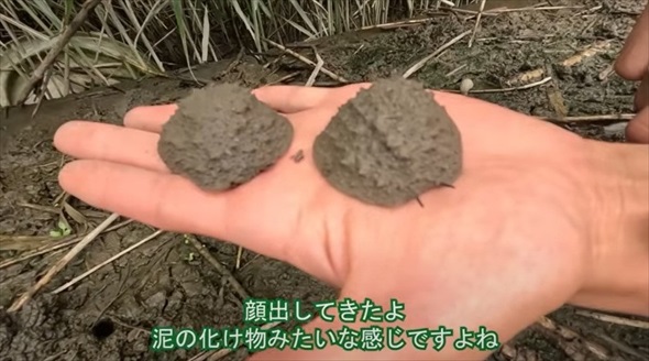 湿地に生き残った貴重な生きた泥